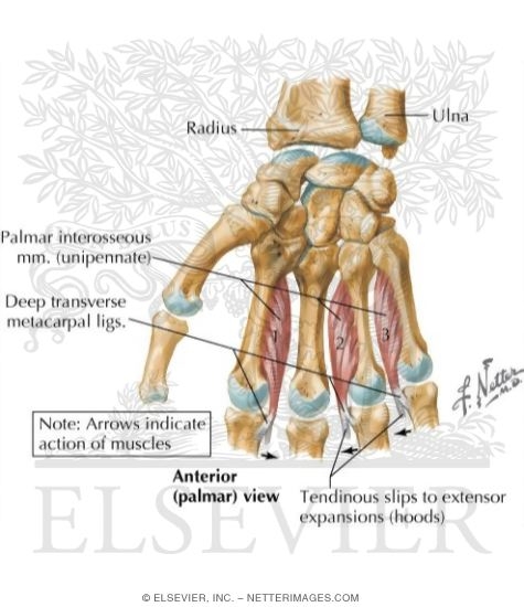 Watermarked preview of labeled image: Intrinsic Muscles of Hand