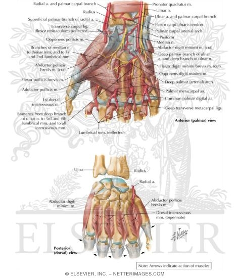 Watermarked preview of labeled image: Intrinsic Muscles of Hand