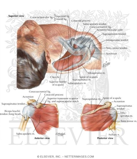 Watermarked preview of labeled image: Muscles of Rotator Cuff