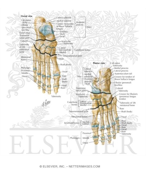 Bones of Foot