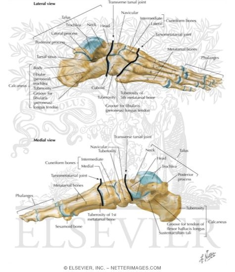 Bones of Foot