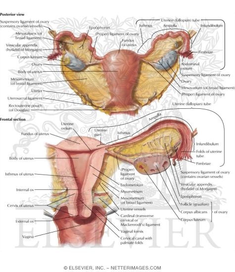 Uterus Ovaries And Uterine Tubes