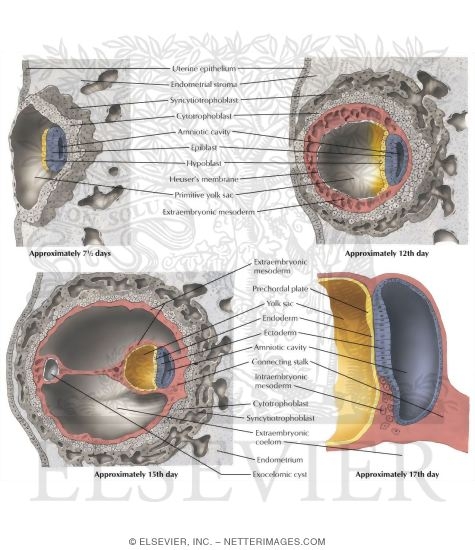 Implantation and Extraembryonic Membrane Formation