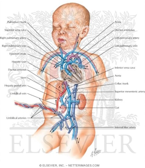 Watermarked preview of labeled image: Fetal Circulation