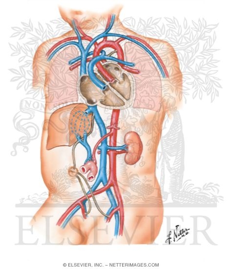 Transition to Postnatal Circulation