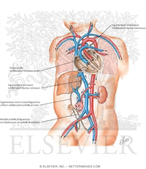 Watermarked preview of labeled image: Transition to Postnatal Circulation