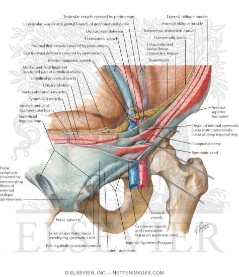 Watermarked preview of labeled image: The Adult Inguinal Region