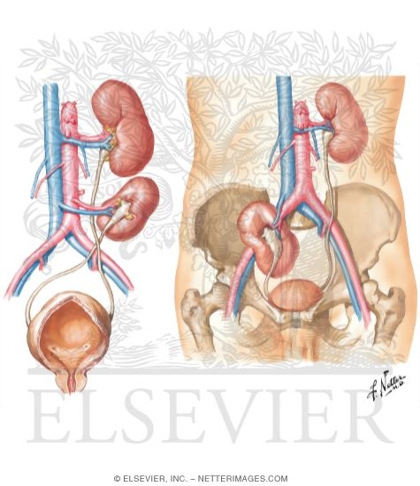 Ectopia of the Kidney