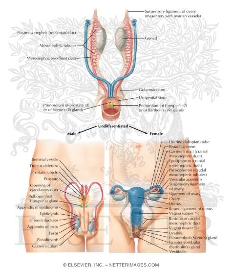 Watermarked preview of labeled image: Anterior View of the Derivatives