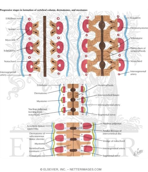 Progressive Stages In Formation of Vertebral Column, Dermatomes, and Myotomes