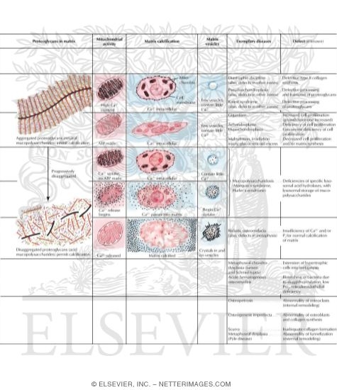 Watermarked preview of labeled image: Structure, Physiology, and Pathophysiology of Growth Plate
Physis (Growth Plate)