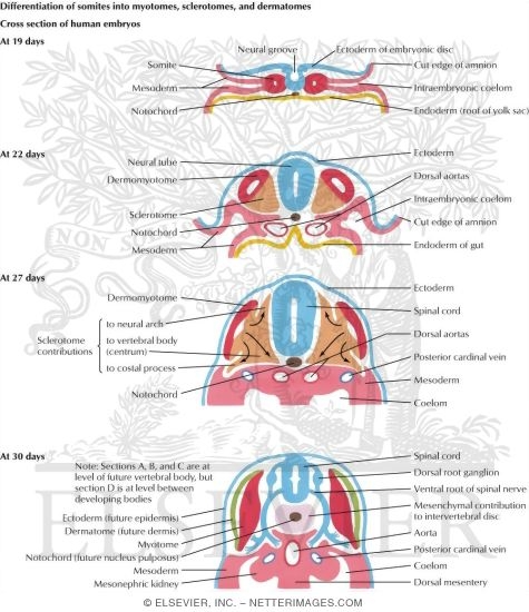 Differentiation of Somites Into Myotomes, Sclerotomes, and Dermatomes