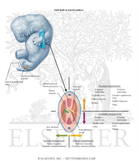 Watermarked preview of labeled image: Development and Organization of Limb Bu