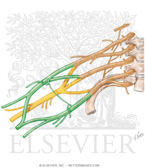 Embryonic Plan of the Brachial Plexus