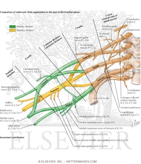 Embryonic Plan of the Brachial Plexus