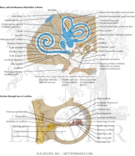 Watermarked preview of labeled image: Adult Ear Organization