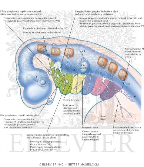 Watermarked preview of labeled image: Cranial Nerve Primordia