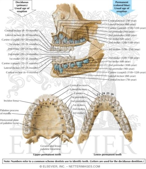 Watermarked preview of labeled image: Dental Eruption