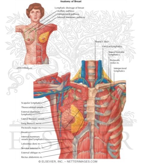 Anatomy of Breast