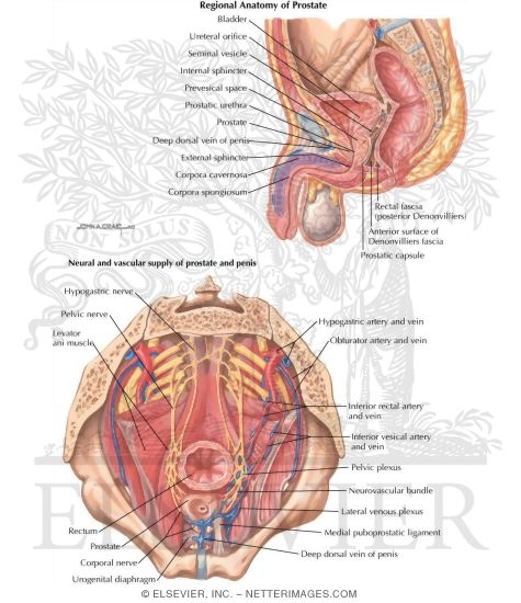 Watermarked preview of labeled image: Regional Anatomy of a Prostate