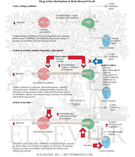 Watermarked preview of labeled image: Drug Action Mechanisms in Brain Reward Circuit