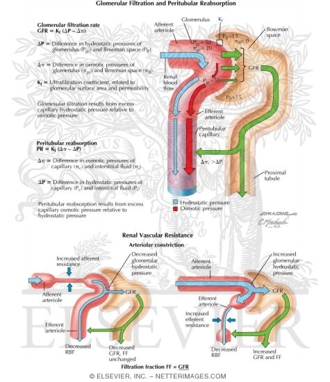 Glomerular Filtration and Peritubular Reabsorption