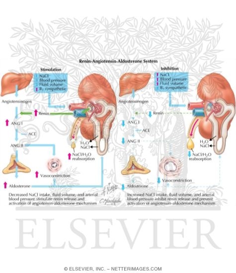 Watermarked preview of labeled image: Renin-Angiotensin-Aldosterone System