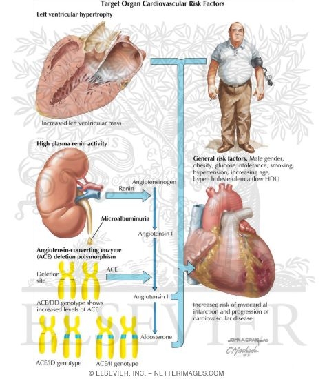 Watermarked preview of labeled image: Target Organ Cardiovascular Risk Factors