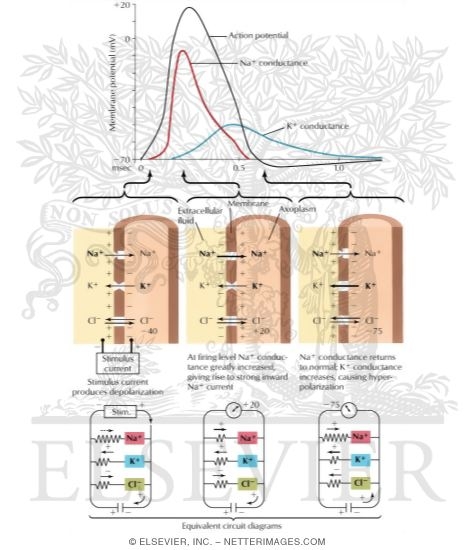 Action Potential