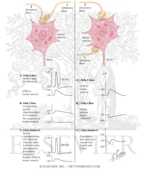 Watermarked preview of labeled image: Presynaptic and Postsynaptic Inhibition