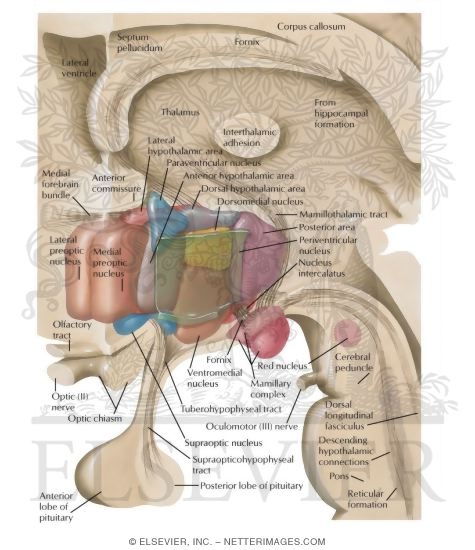 Watermarked preview of labeled image: Schematic Reconstruction of Hypothalamus (Three-Dimensional)