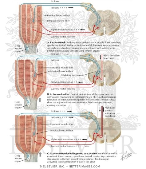 Proprioceptive Reflex Control of Muscle Tension