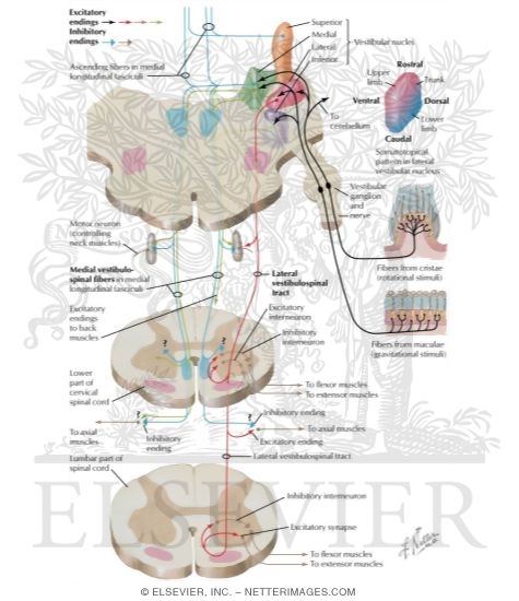Vestibulospinal Tracts