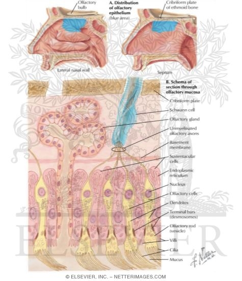 Watermarked preview of labeled image: Olfactory Receptors