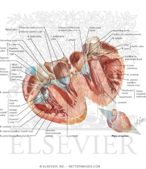 Atria, Ventricles and Interventricular Septum