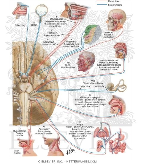 Watermarked preview of labeled image: Cranial Nerves (Motor and Sensory Distribution): Schema