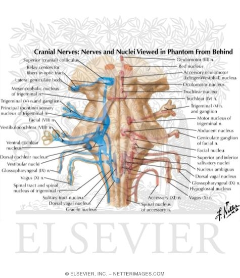 Cranial Nerve Nuclei In Brainstem Schema