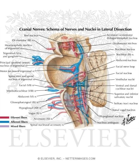 Watermarked preview of labeled image: NERVES AND NUCLEI IN LATERAL DISSECTION