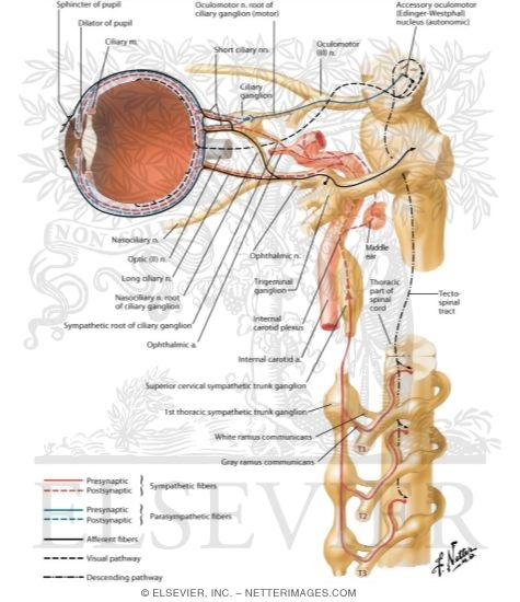 Ciliary Ganglion: Schema
Innervation of the Intrinsic Eye Muscles
Ciliary Ganglion: Schema