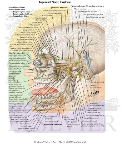 Watermarked preview of labeled image: Trigeminal (V) Nerve