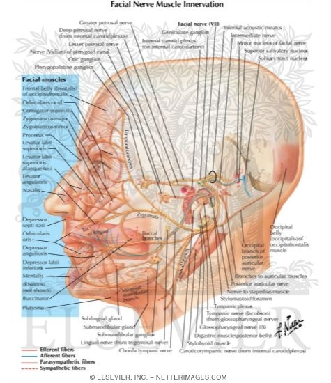 Got asshole back Facial nerve intervation