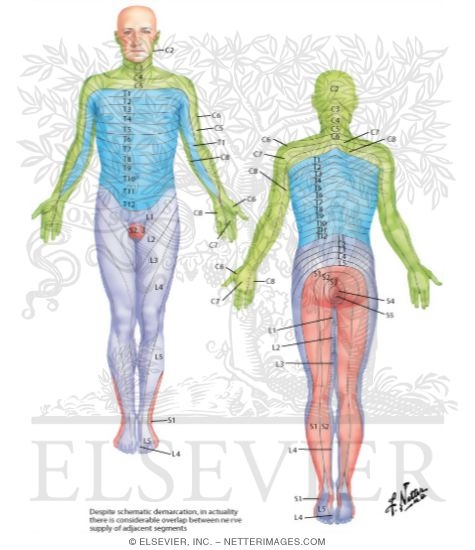 Watermarked preview of labeled image: Adult Dermatomes
Dermal Segmentation