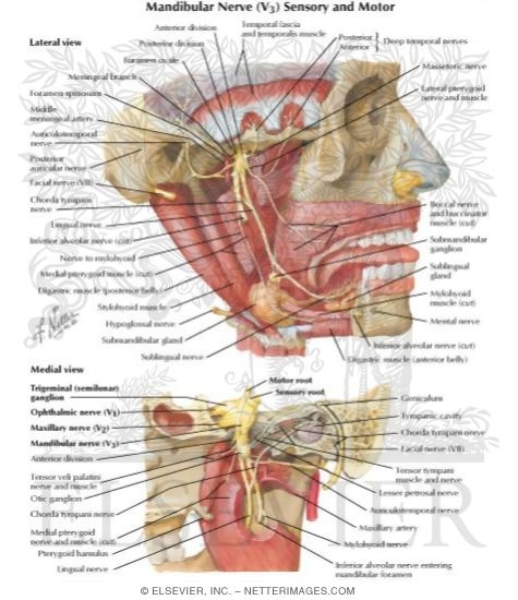 Watermarked preview of labeled image: Mandibular Nerve (V3)