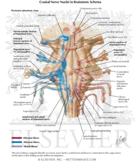Cranial Nerve Nuclei In Brainstem: Schema