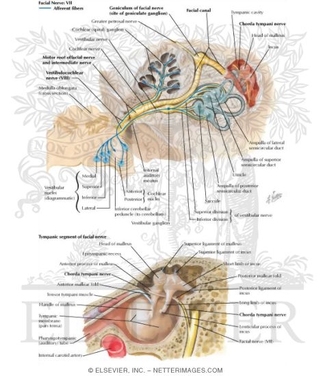 Nerve Extracranial Course Nerve Extracranial Course