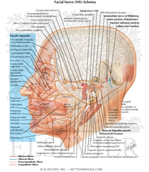 Facial nerve (VII)