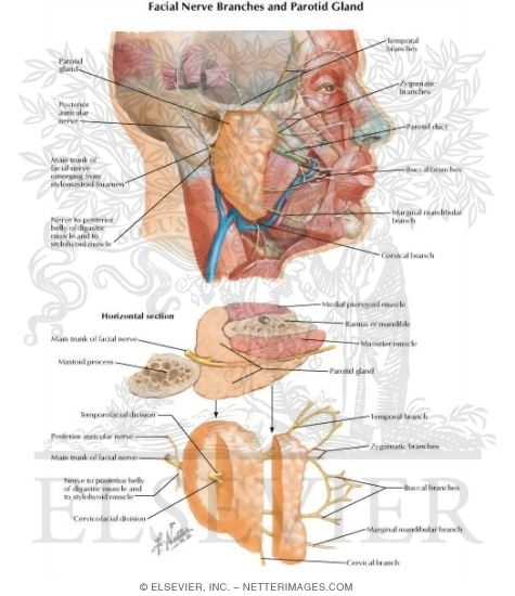 Watermarked preview of labeled image: Relations of Parotid Gland and Facial Nerve
Facial Nerve Branches and Parotid Gland