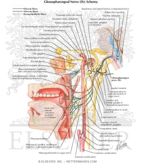 Glossopharyngeal Nerve (IX) and Otic Ganglion