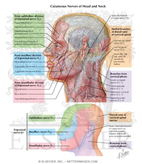 Cutaneous Nerves of Head and Neck