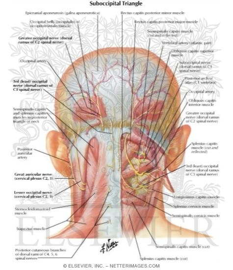 Watermarked preview of labeled image: Suboccipital Triangle